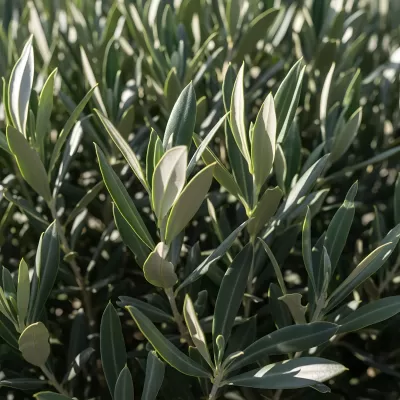 Imagen PNG para descargar